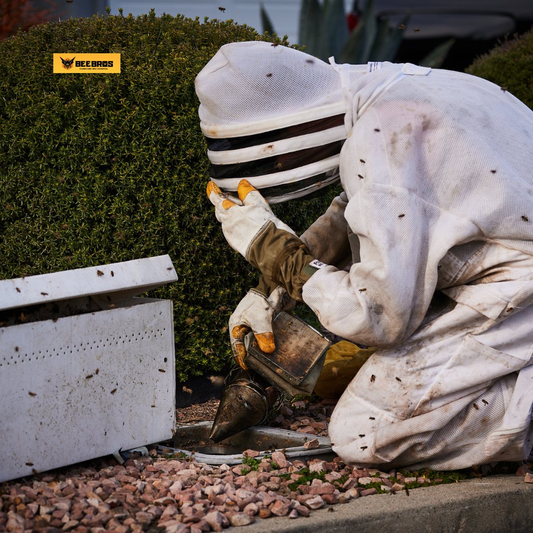 Bee Relocation · Local Services